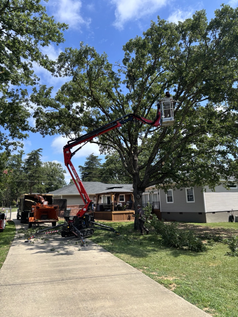Tree trimming service with spider lift at residential property in Lexington SC