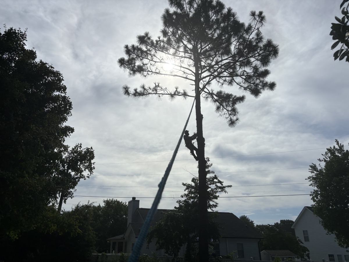 Professional arborist climbing tall pine tree with rigging gear for tree service in Lexington SC