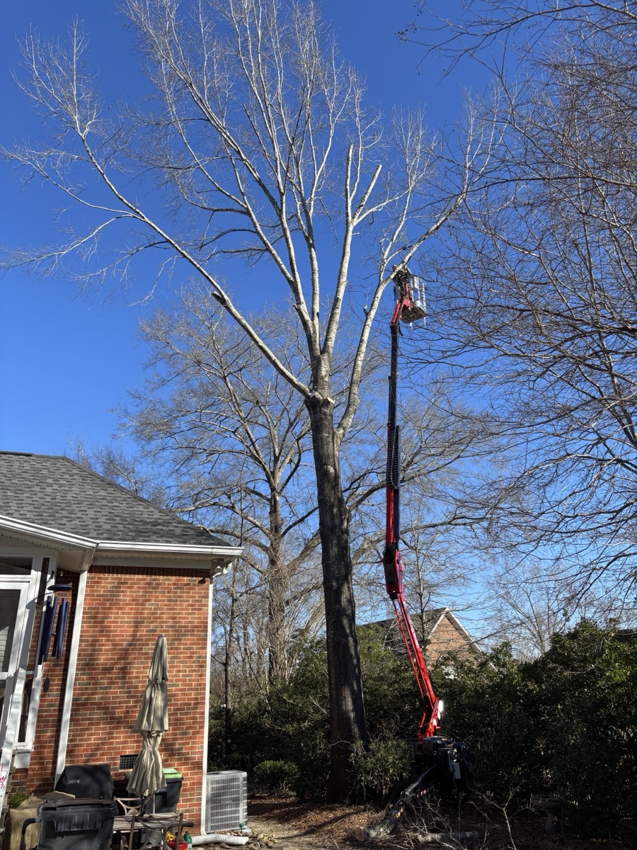 Tree removal with spider lift next to brick house in Chapin SC
