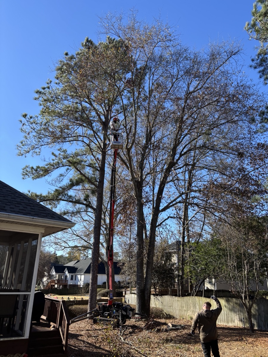 Backyard tree trimming with spider lift at residential home in Irmo SC